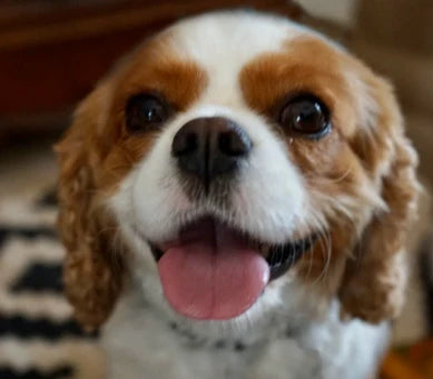 Dog facing the camera at eye level in even daylight, whole face and neck visible