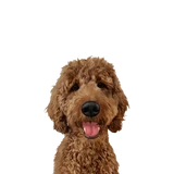 1 Pet