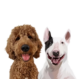 2 Pets