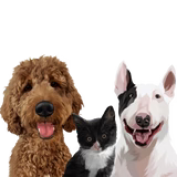3 Pets