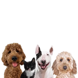 4 Pets